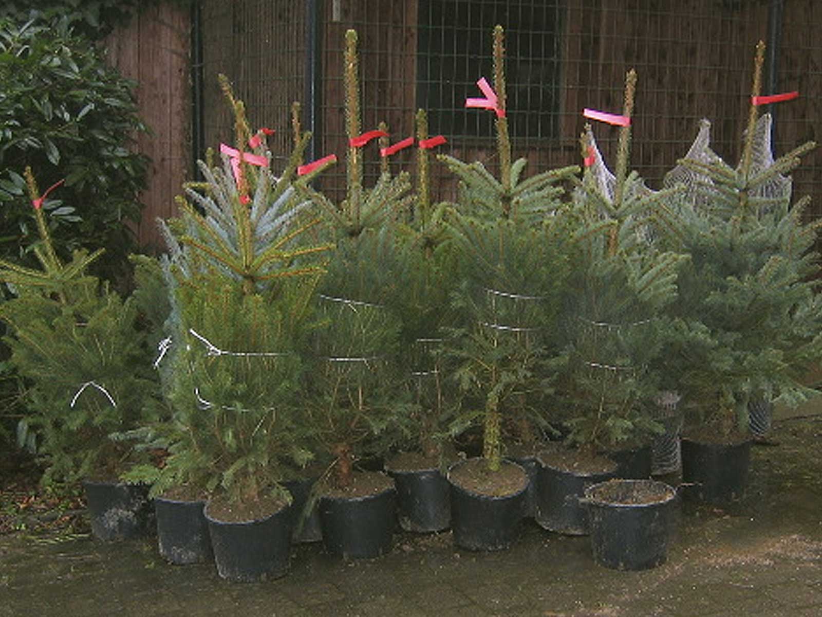 eingenetzte-weihnachtsbäume
