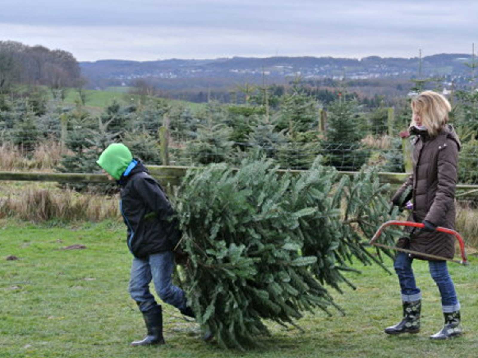 weihnachtsbaum-selber-schlagen
